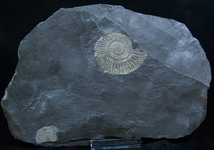 Dactylioceras Ammonite On Shale - Germany #2267